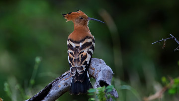 обоя животные, удоды, коричневый, черная, птица, удод, стоит, на, ветке, дерево