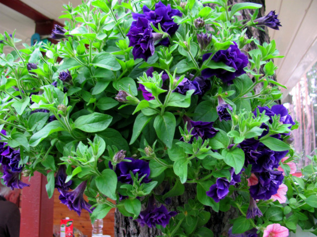 Обои картинки фото цветы, петунии,  калибрахоа, синяя, петуния