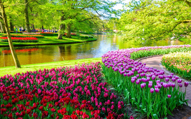 Обои картинки фото keukenhof flower park, netherlands, природа, парк, keukenhof, flower, park