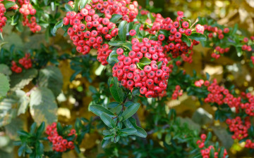 обоя пираканта, природа, ягоды