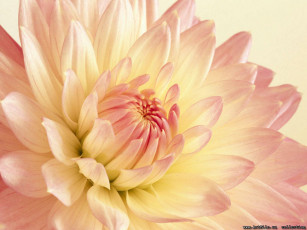 обоя цветы, георгины