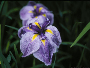 Картинка цветы ирисы