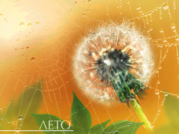 Обои картинки фото 