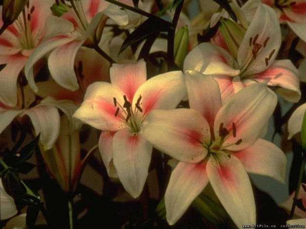 Обои картинки фото цветы, лилии, лилейники
