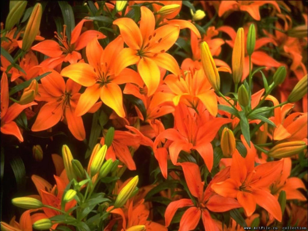 Обои картинки фото цветы, лилии, лилейники