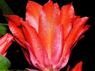 Картинка цветы кактусы