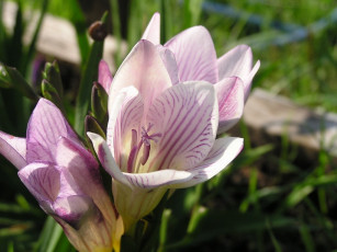 Картинка цветы фрезия