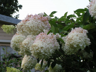 Картинка цветы гортензия