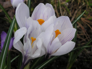 Картинка цветы крокусы
