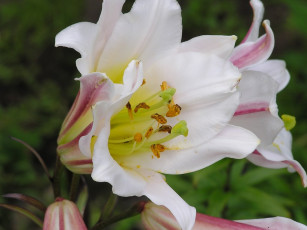 Картинка цветы лилии лилейники