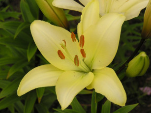 Картинка цветы лилии лилейники