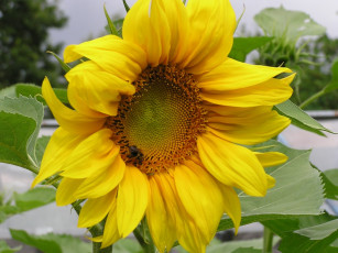 Картинка цветы подсолнухи