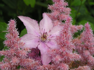 Картинка цветы разные вместе