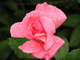 Картинка цветы розы