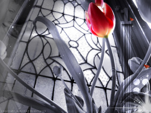 Картинка цветы тюльпаны