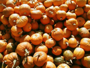 обоя еда, тыква