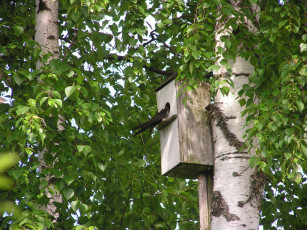 Картинка стриж животные гнезда птиц