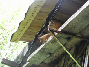 Картинка животные белки