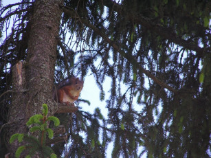 Картинка животные белки