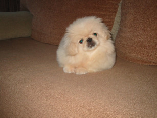 Картинка животные собаки