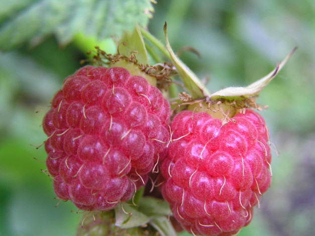 Обои картинки фото 