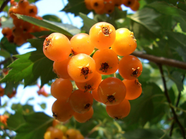 Обои картинки фото 