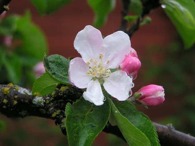 Обои картинки фото цветы, цветущие, деревья, кустарники