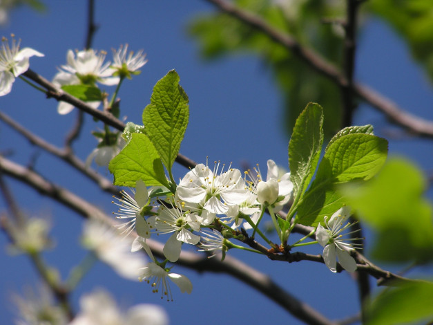 Обои картинки фото цветы, цветущие, деревья, кустарники