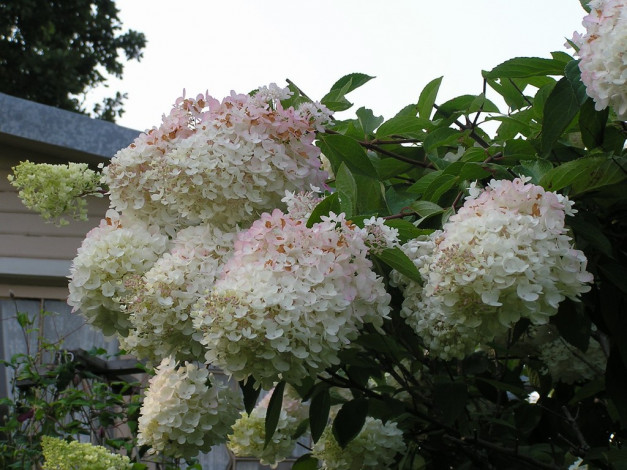 Обои картинки фото цветы, гортензия