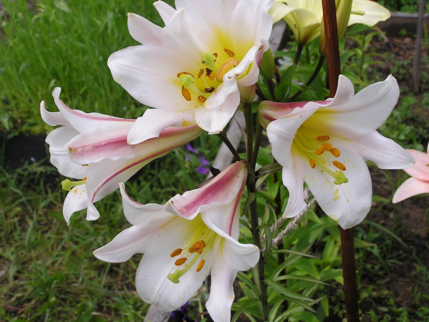 Обои картинки фото цветы, лилии, лилейники