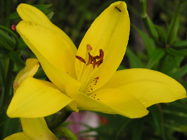 Обои картинки фото цветы, лилии, лилейники