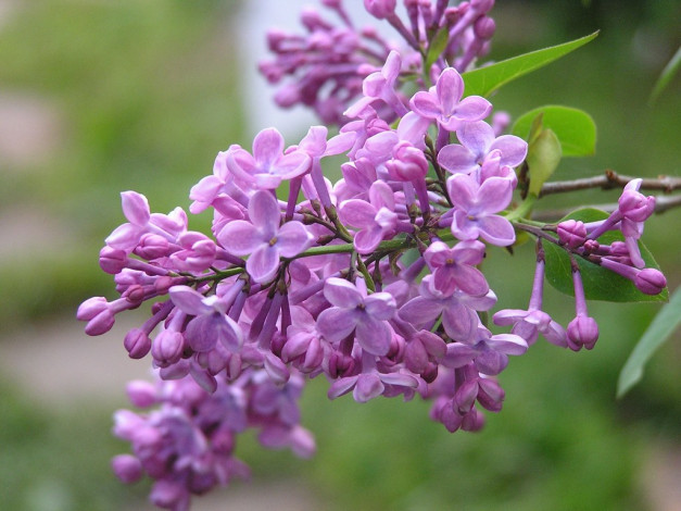 Обои картинки фото цветы, сирень