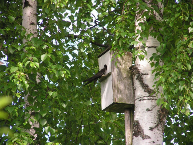 Обои картинки фото стриж, животные, гнезда, птиц