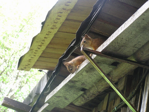 Обои картинки фото животные, белки