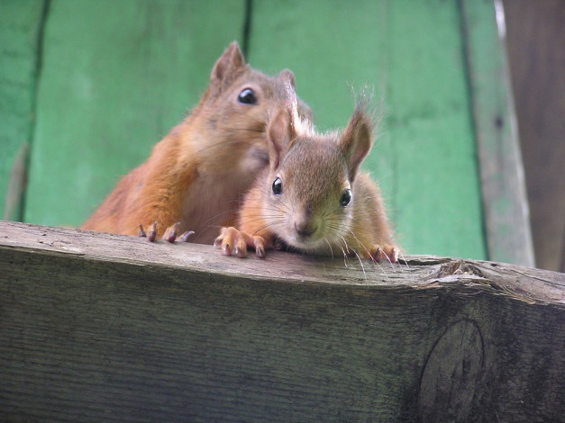 Обои картинки фото животные, белки