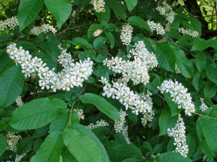 Картинка цветы цветущие деревья кустарники