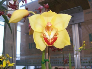 Картинка цветы орхидеи