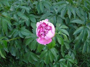 Картинка цветы пионы