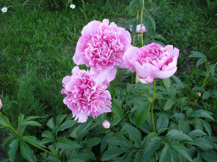 Картинка цветы пионы