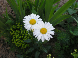 Картинка цветы ромашки