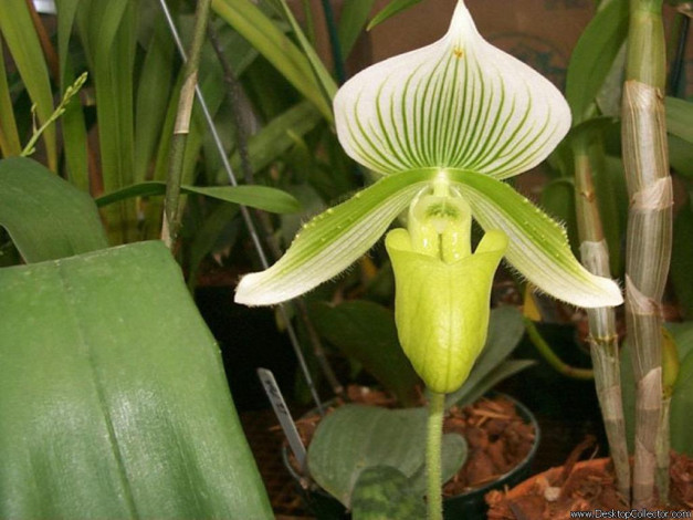 Обои картинки фото цветы, орхидеи