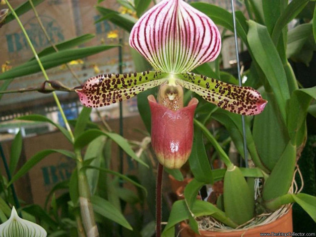 Обои картинки фото цветы, орхидеи