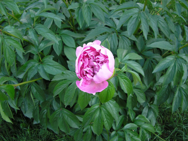 Обои картинки фото цветы, пионы