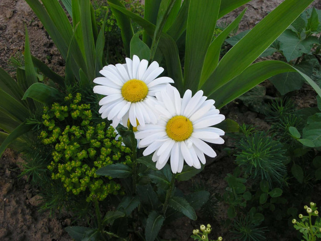 Обои картинки фото цветы, ромашки