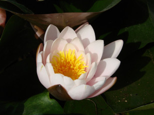 Картинка цветы лилии водяные нимфеи кувшинки