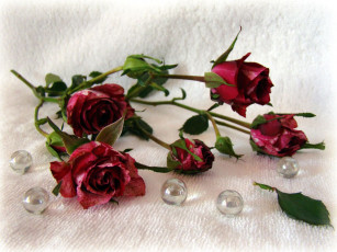 Картинка цветы розы