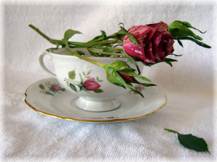 Картинка цветы розы