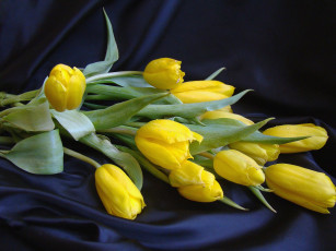 Картинка цветы тюльпаны