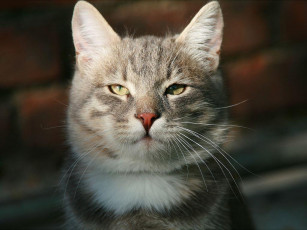 Картинка животные коты