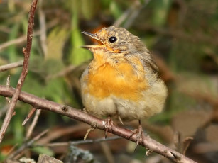 Картинка животные зарянки малиновки